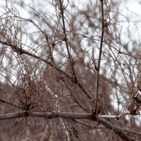 Japanese Knotweed